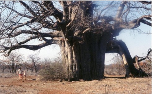 baobab-tree-small.jpg